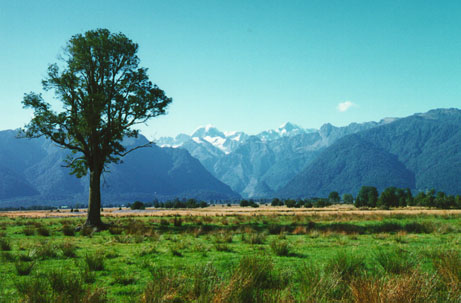 Fox Glacier