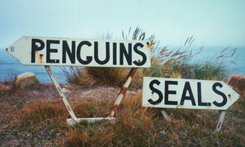 Bird watching on Otago peninsula