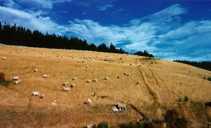 some of 60 mio sheep in NZ