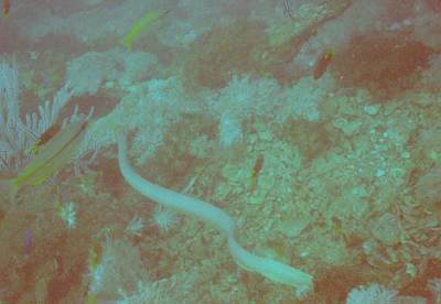 seasnake at Yongala wreck