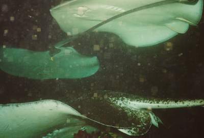 Eagle Rays (between 2m to 3m diameter!!)