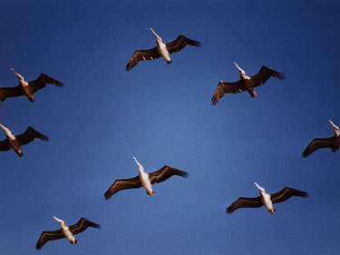 Pelikans at Golden Gate Park