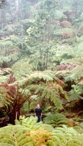 Jan in the rainforest