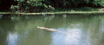 but this saltwater Croc was in the water! (lucky again)