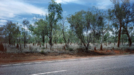 Termites at work for hundreds of kilometers beside the street