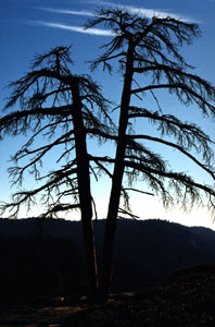 This tree was cut by half by lightning