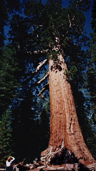 The Grizzly Giant tree is over 2700 years old